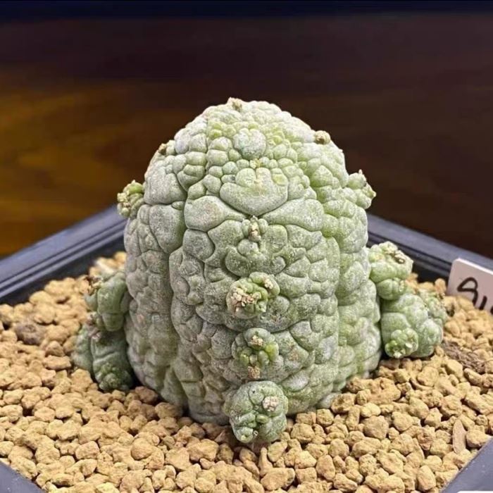 146