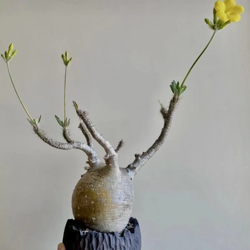 Pachypodium Rosulatum Var
