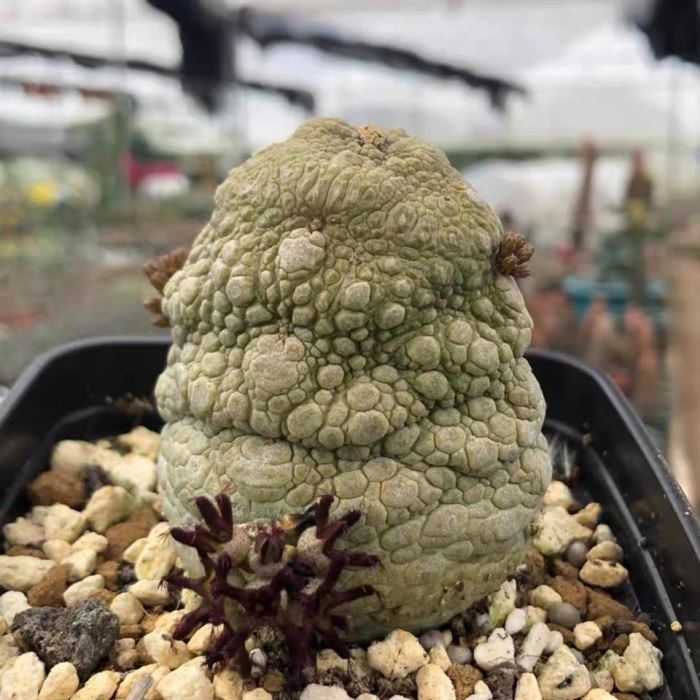 Pseudolithos Migiurtinus
