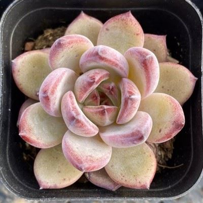 Echeveria Neatskiriamas karalius Paukštis