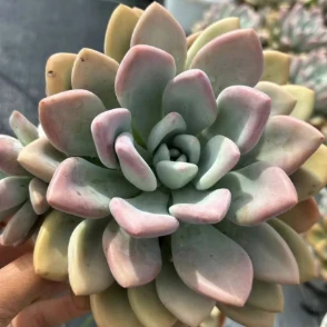 Graptoveria 'Opalina' augalas
